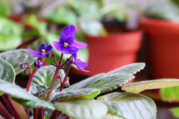 Propagating African Violets In Soil
