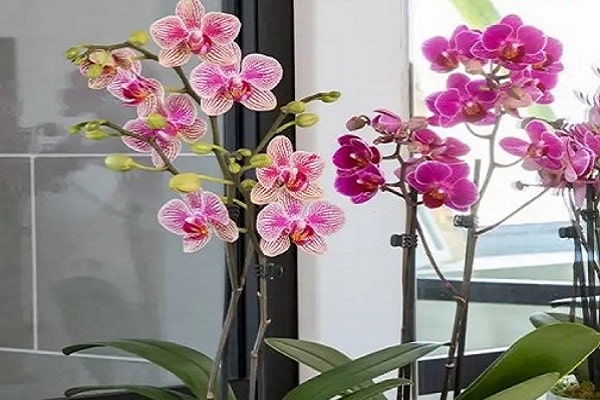 Plants That Can Consume Orchid Food