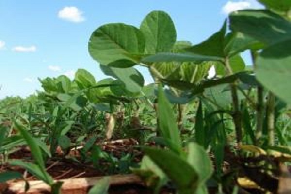 If You Are Experiencing Difficulty Growing Soybeans