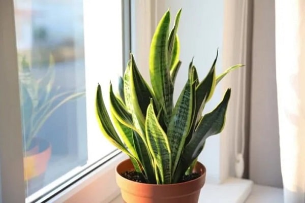 Snake Plants To Bloom
