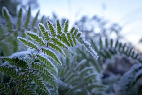 How To Care For Ferns In The Winter