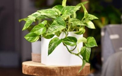 Golden Pothos Leaves Turning Yellow And How To Fix It