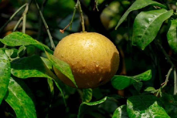 Water Your Grapefruit Trees Often For The Best Results