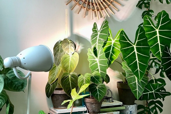 Battery Operated Grow Light For Indoor Plants