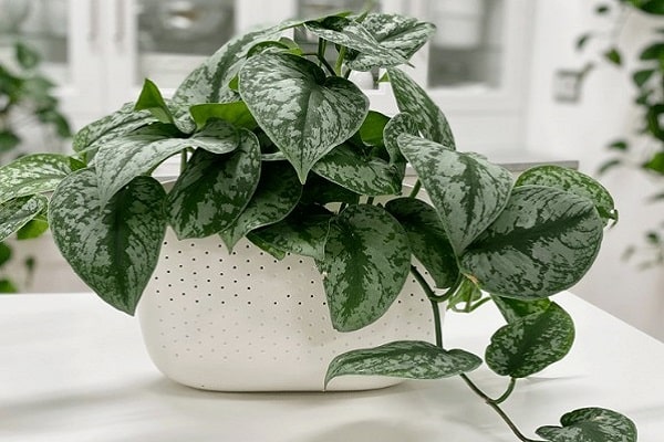Cause Of Silver Pothos Leaf Curling