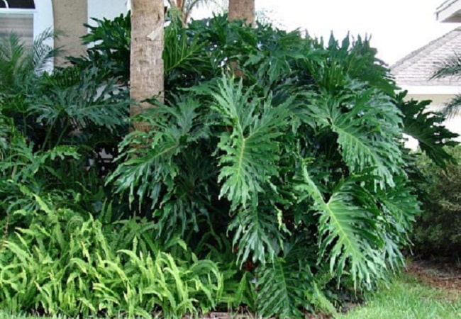 How To Propagate Philodendron Selloum