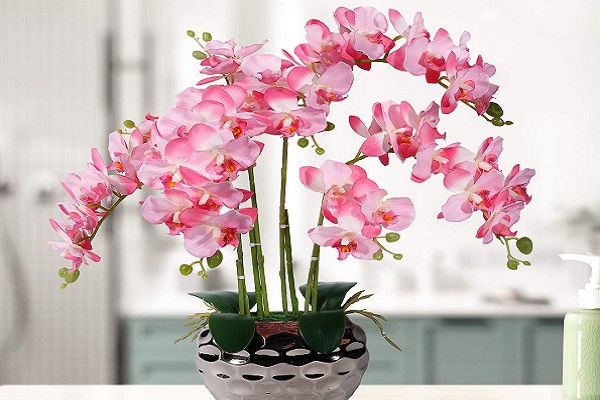 How To Extend The Lifespan Of An Orchid In A Vase