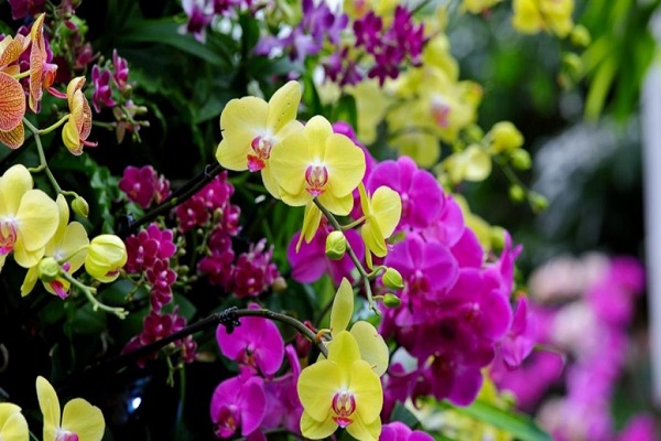 Types Of Orchid What Plants Can Use Orchid Food