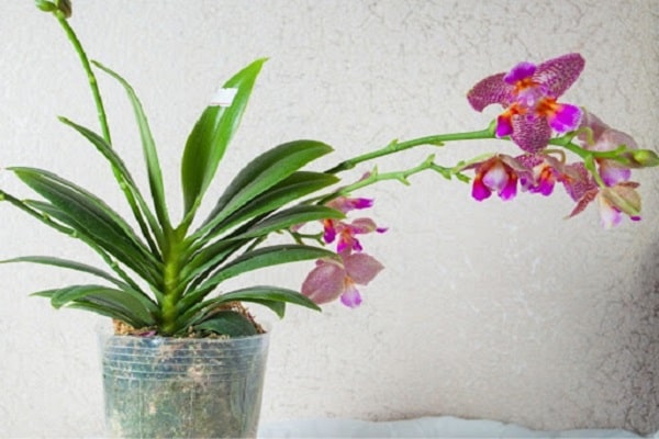 How To Use An Orchid Pot
