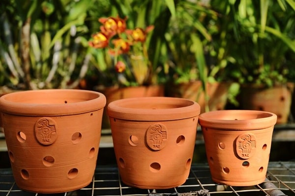 Why Do Orchid Pots Have Holes