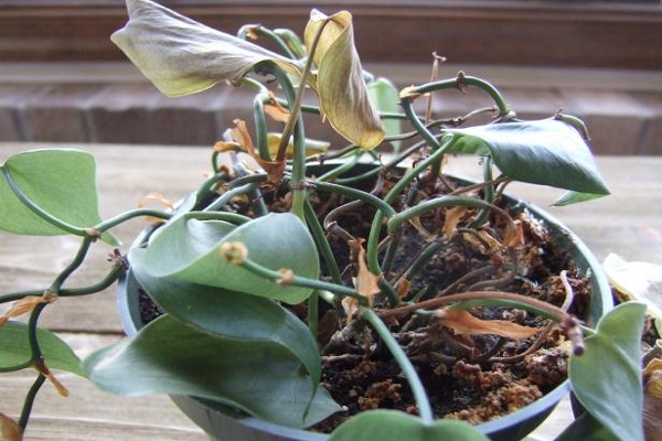 What Causes Snake Plant White Leaves To Turn
