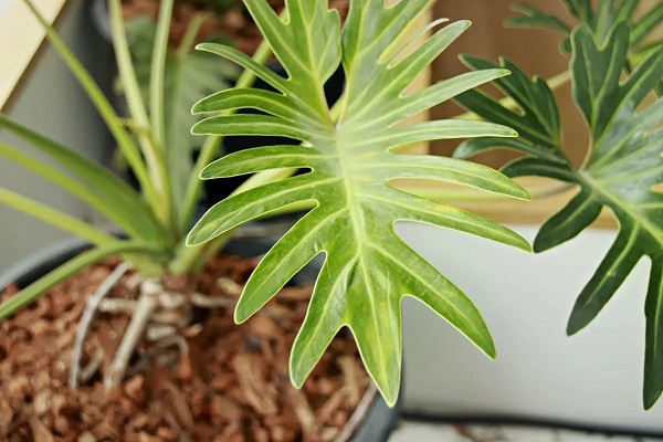 Philodendron Xanadu Yellow Leaves