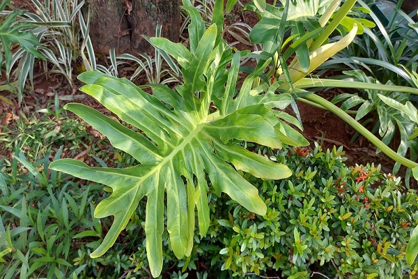 How To Propagate Philodendron Selloum Methods
