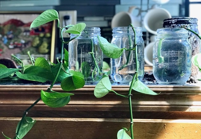 How To Propagate A Pothos In Water