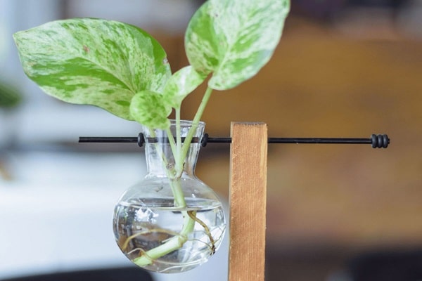 How To Propagate A Pothos In Water