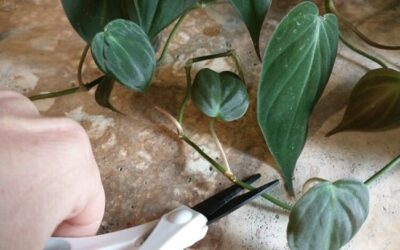 How To Propagate Philodendron Micans