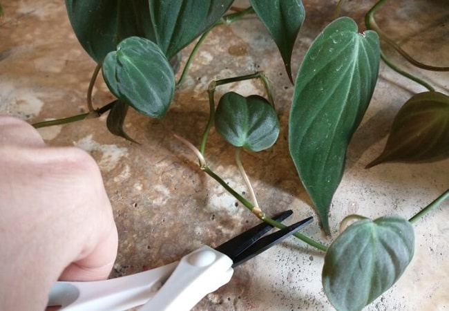 How To Propagate Philodendron Micans