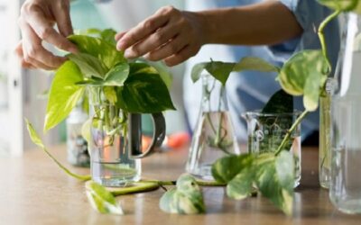 How Long Does It Take To Propagate Pothos