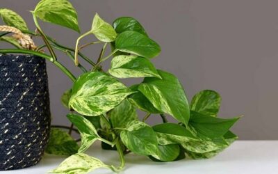How To Propagate Pothos In Dirt At Home