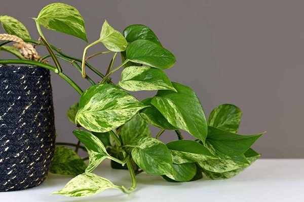How To Propagate Pothos In Dirt At Home