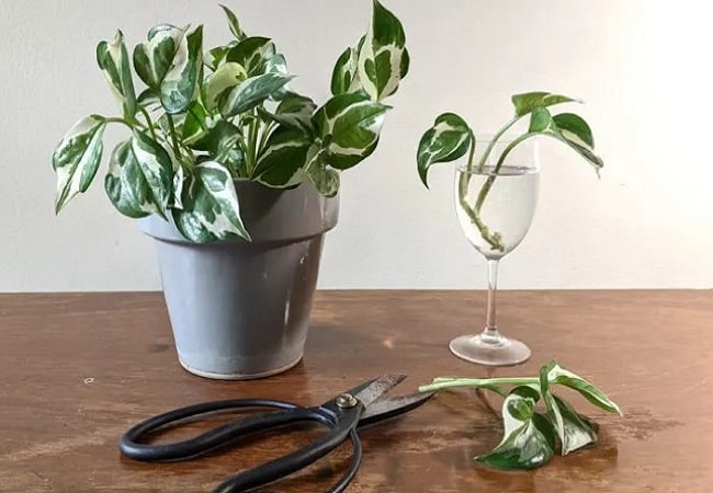 How To Propagate Pothos In Dirt