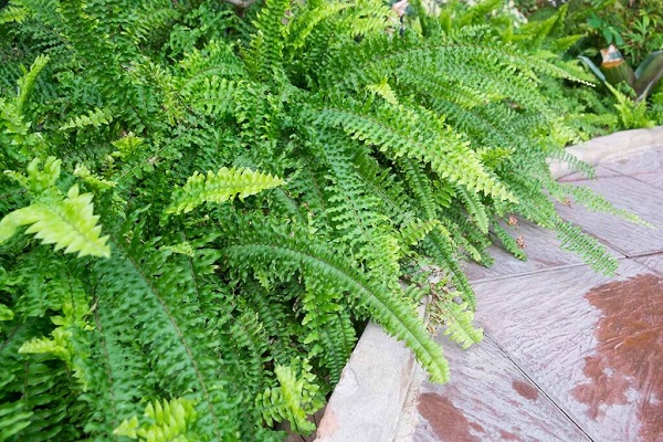 Place Fern in Cold Frame or Other Protection from Cold Weather 