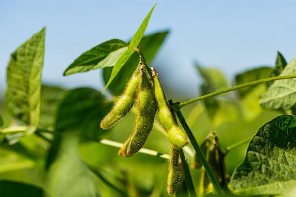 How Often To Water A Soybean Plant
