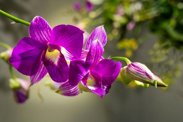 Ensure Success For Transplant Orchids In Summer