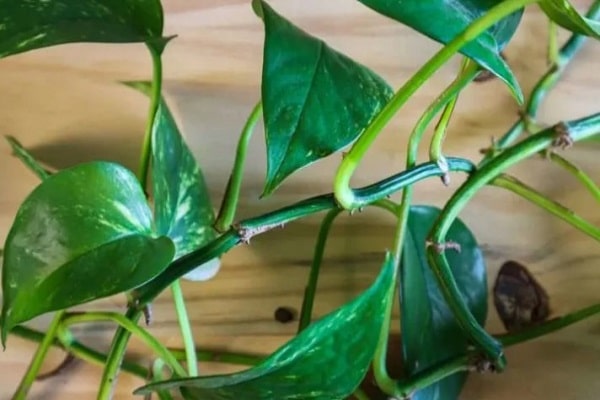 How Long Does It Take To Propagate Pothos