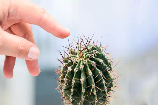 How To Get Cactus Needles Out Of Clothes
