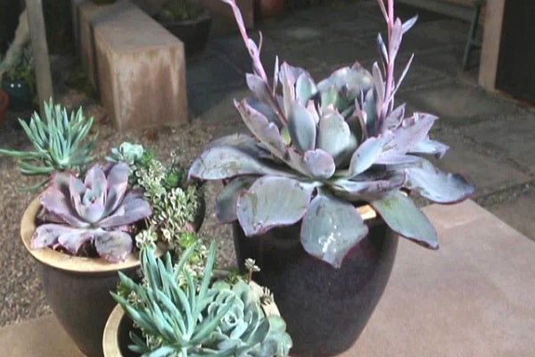 How To Transplant Succulent In Summer