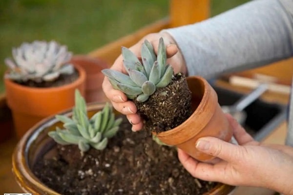 How To Transplant Succulent In Summer