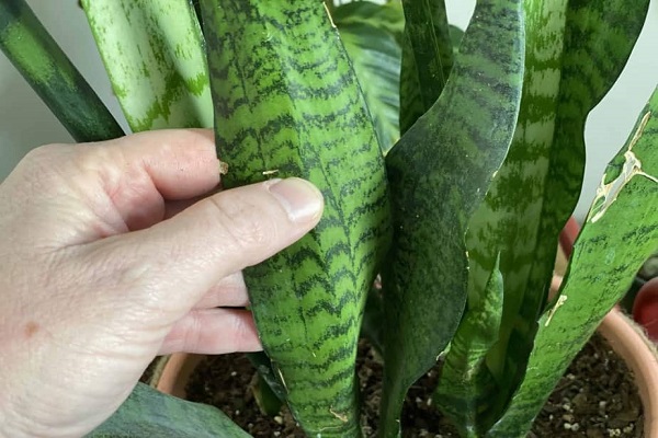 Treatments For Snake Plant