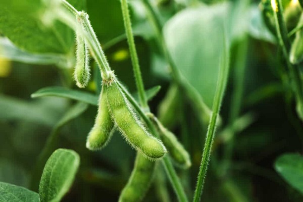 How Do You Water Soybean Plants
