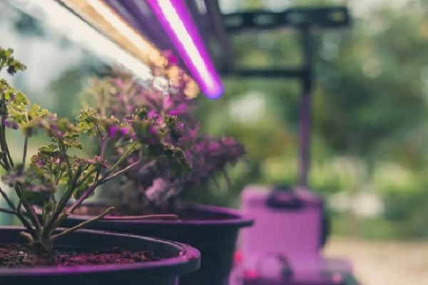 What Are Some Common Grow Light Lumens