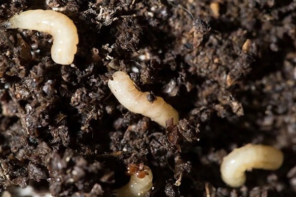 How To Get Rid Of White Worms In Potted Plants
