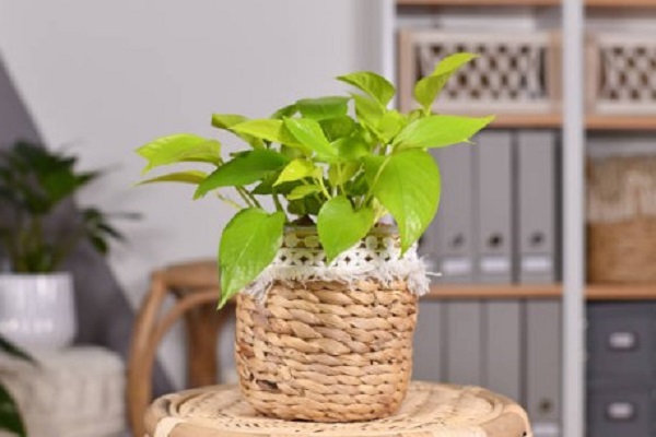 Causes of Yellow Pothos Leaves