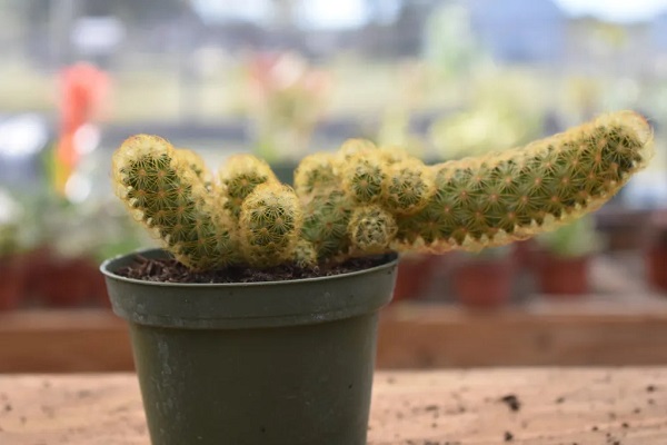 How To Grow A Middle Finger Cactus Plant