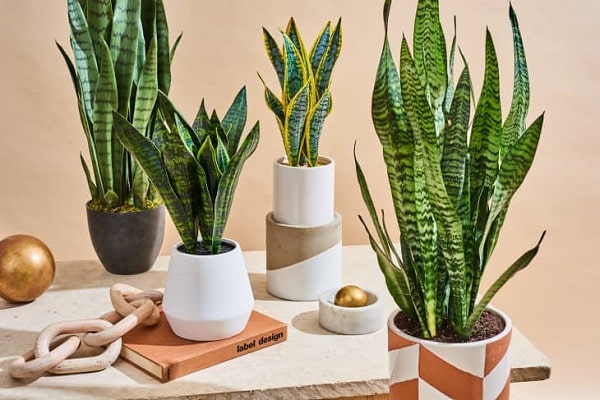 How Long Does It Take For A Snake Plant To Grow Tall