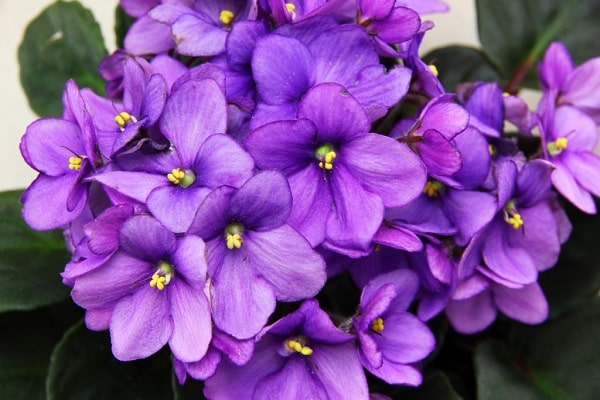 Benefits of Propagating African Violets