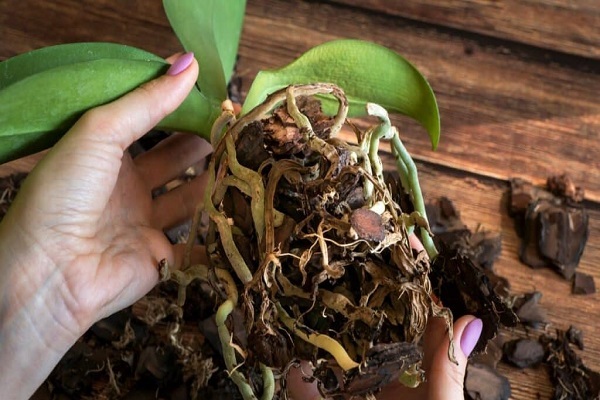 How To Grow Bare Root Orchids
