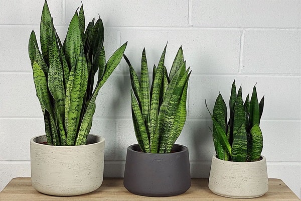 How Long Does It Take For A Snake Plant To Grow Tall