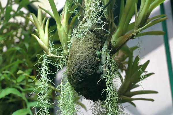 Can I Use Spanish Moss For Orchids