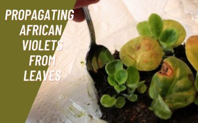 Propagating African Violets From Leaves