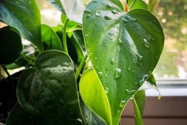 How Much Water Does Philodendron Need